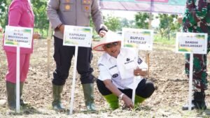 Syah Afandin Dukung Tanam Jagung Serentak Kuartal IV