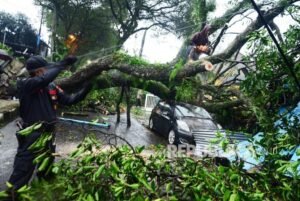 Pohon Tumbang Akibat Hujan Deras di Pondok Indah, Lalu Lintas Sempat Tersendat