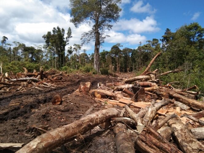 
					NasDem Sumut Desak Menhut Ungkap Aktor Perusak Hutan Batang Toru
