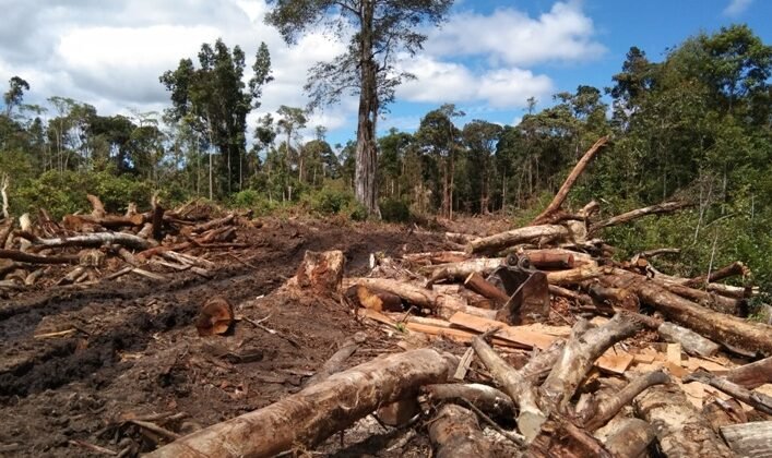 NasDem Sumut Desak Menhut Ungkap Aktor Perusak Hutan Batang Toru