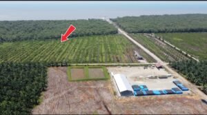 Kapolres Geram, Propam Bergerak Cepat Usut Dugaan Kapolsek Garap Hutan Lindung di Bubun