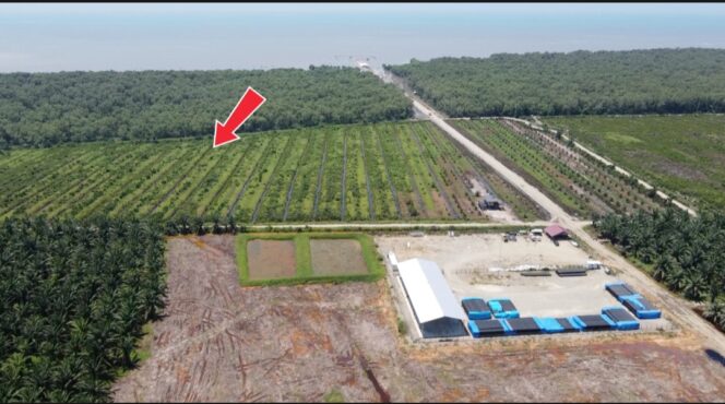 
					Oknum Kapolsek Tanjungpura Tanam Sawit di Zona Hijau Pesisir Bubun